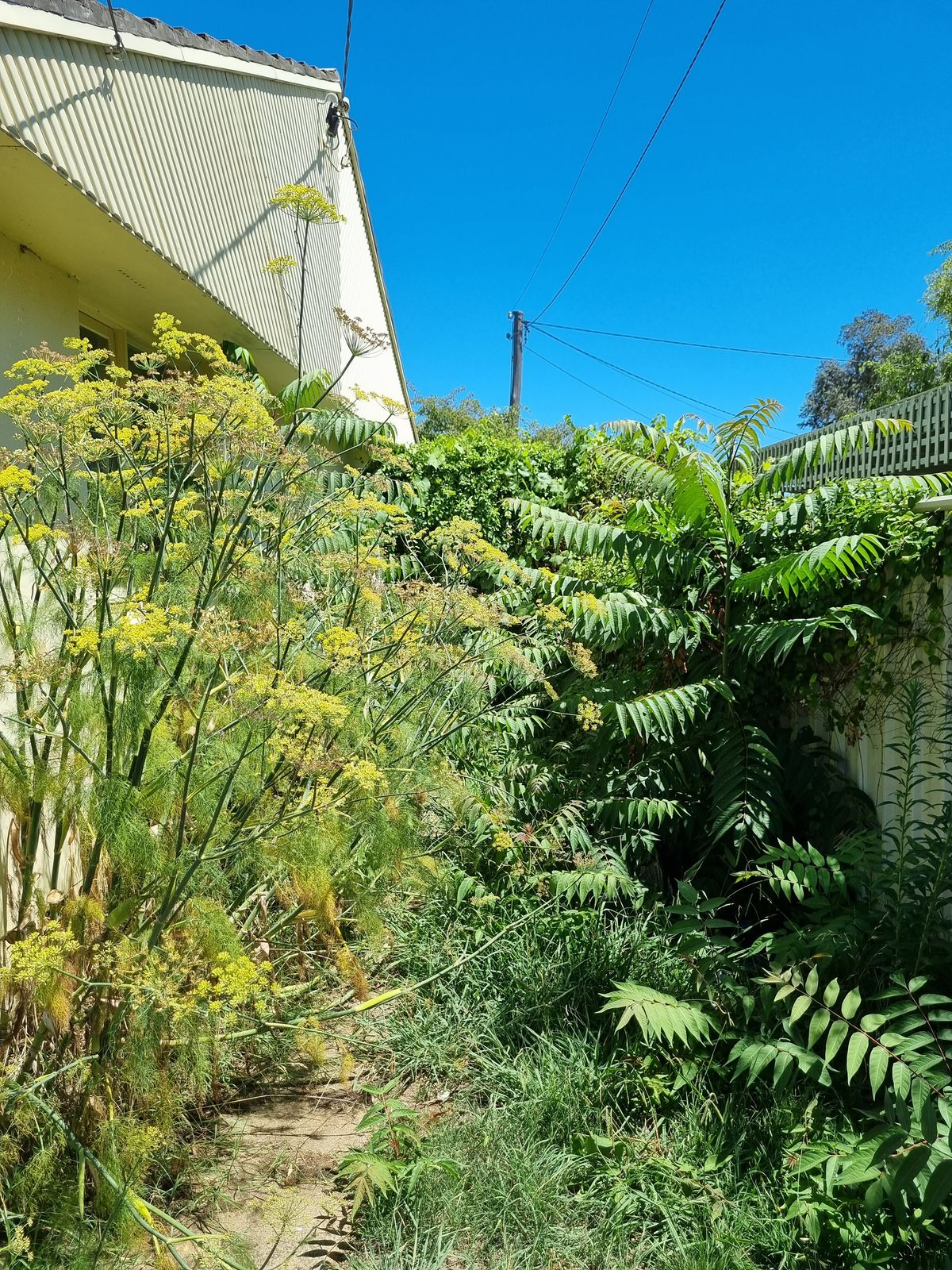 Photograph 006